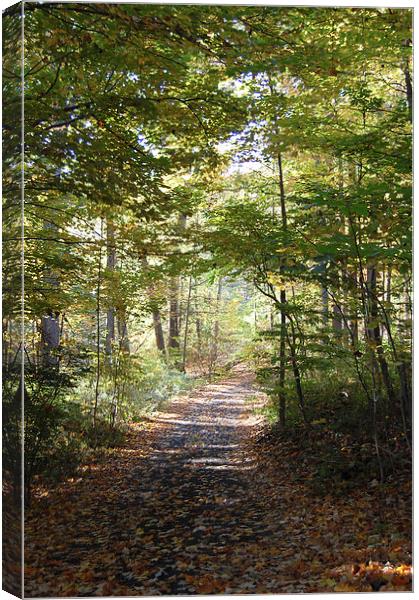  Autumn Driveway Canvas Print by james balzano, jr.