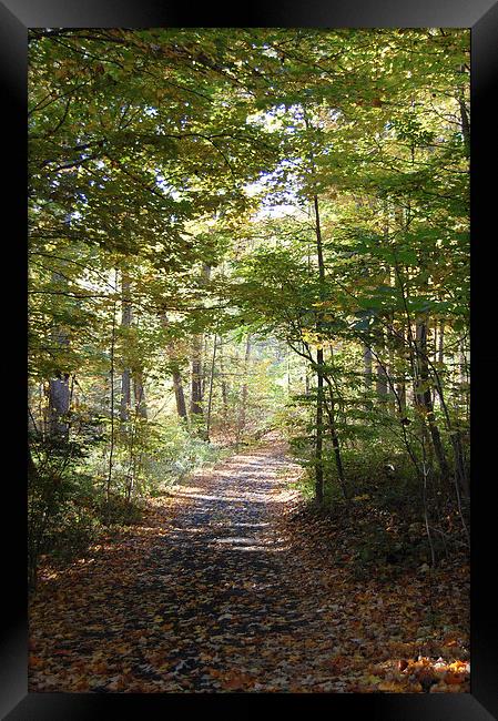  Autumn Driveway Framed Print by james balzano, jr.