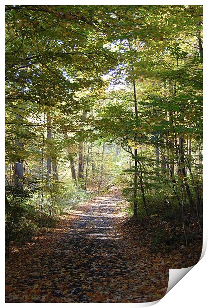  Autumn Driveway Print by james balzano, jr.