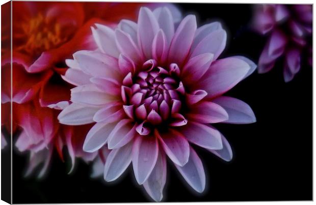 Red and white Dahlia Flower  Canvas Print by Sue Bottomley