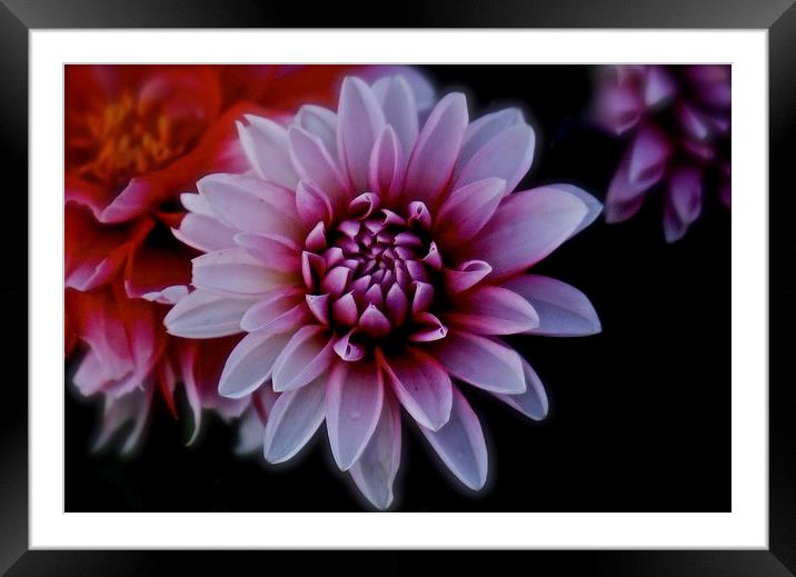 Red and white Dahlia Flower  Framed Mounted Print by Sue Bottomley