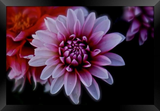Red and white Dahlia Flower  Framed Print by Sue Bottomley