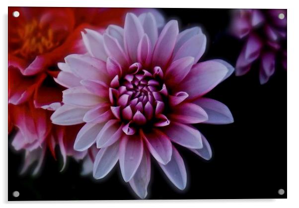 Red and white Dahlia Flower  Acrylic by Sue Bottomley