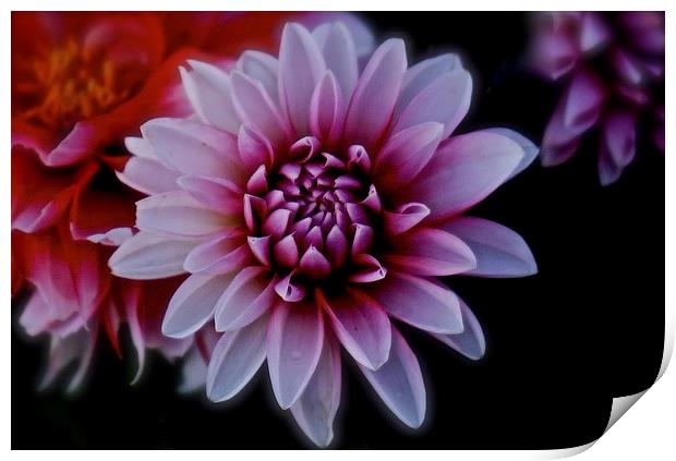 Red and white Dahlia Flower  Print by Sue Bottomley