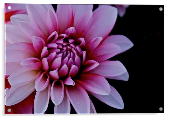  Red and White Dahlia Flower Acrylic by Sue Bottomley