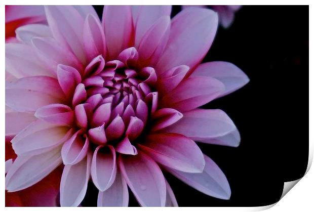  Red and White Dahlia Flower Print by Sue Bottomley