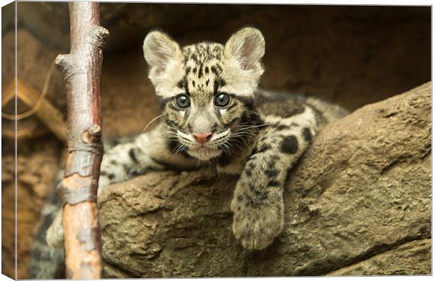  Clouded leopard cub Canvas Print by Selena Chambers