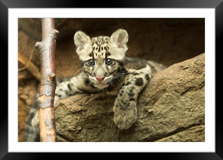  Clouded leopard cub Framed Mounted Print by Selena Chambers