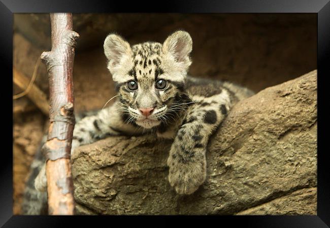  Clouded leopard cub Framed Print by Selena Chambers