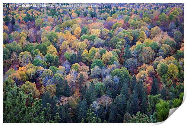 Fall treetops Print by ELENA ELISSEEVA