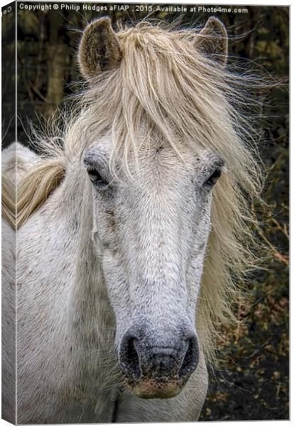  Dartmoor Pony 2 Canvas Print by Philip Hodges aFIAP ,
