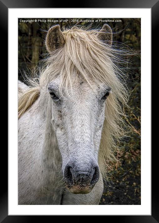  Dartmoor Pony 2 Framed Mounted Print by Philip Hodges aFIAP ,