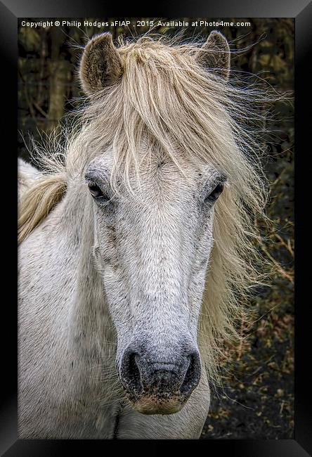  Dartmoor Pony 2 Framed Print by Philip Hodges aFIAP ,