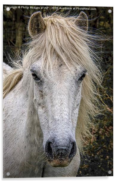  Dartmoor Pony 2 Acrylic by Philip Hodges aFIAP ,