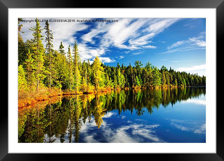 Forest reflecting in lake Framed Mounted Print by ELENA ELISSEEVA