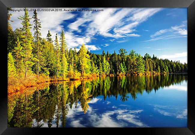 Forest reflecting in lake Framed Print by ELENA ELISSEEVA