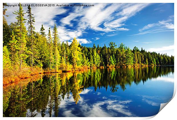 Forest reflecting in lake Print by ELENA ELISSEEVA