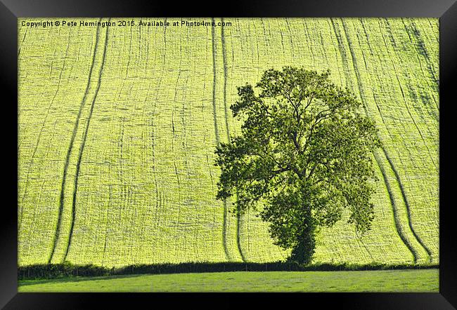  Lone tree Framed Print by Pete Hemington