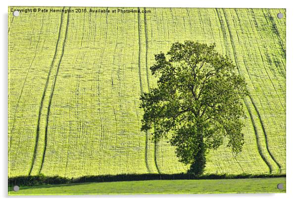  Lone tree Acrylic by Pete Hemington
