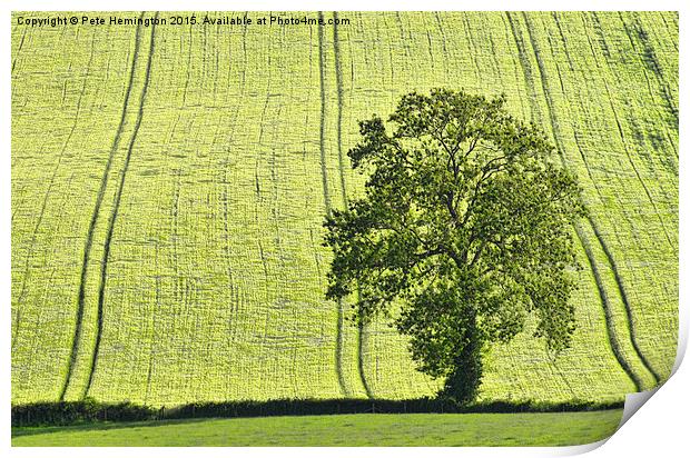  Lone tree Print by Pete Hemington
