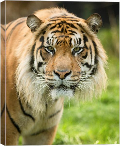  Sumatran tiger Canvas Print by Selena Chambers
