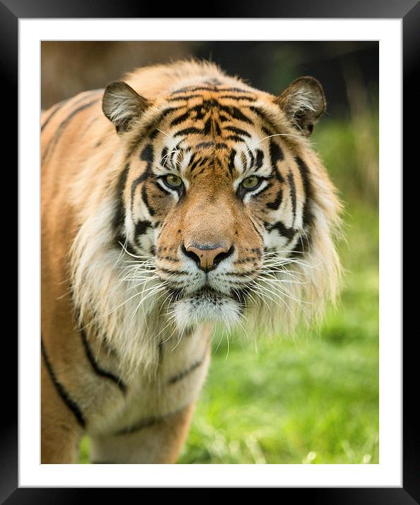  Sumatran tiger Framed Mounted Print by Selena Chambers