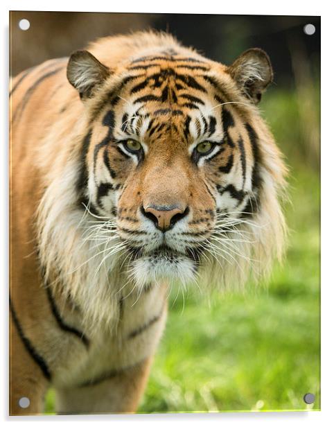  Sumatran tiger Acrylic by Selena Chambers