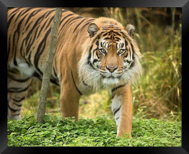  Sumatran tiger Framed Print by Selena Chambers