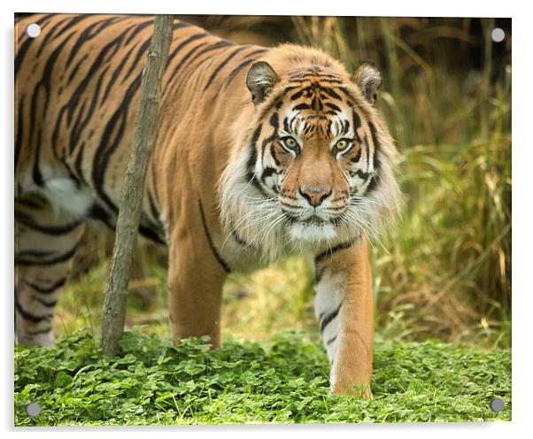  Sumatran tiger Acrylic by Selena Chambers
