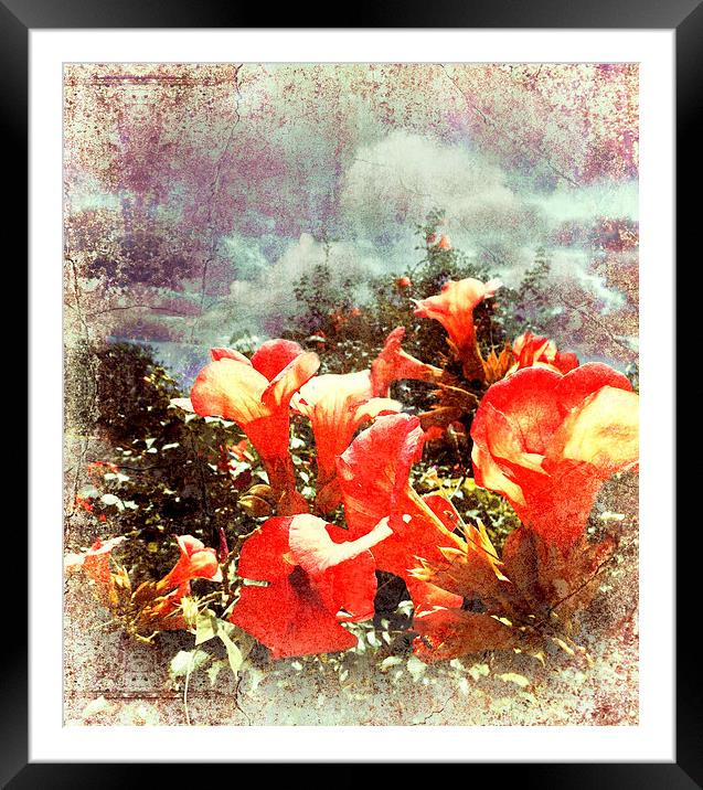  Red Trumpet Flowers Framed Mounted Print by Florin Birjoveanu