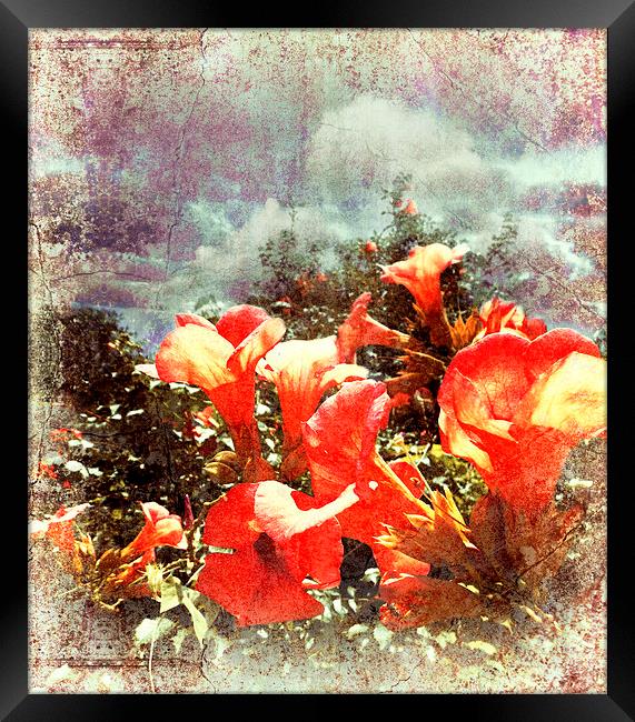  Red Trumpet Flowers Framed Print by Florin Birjoveanu
