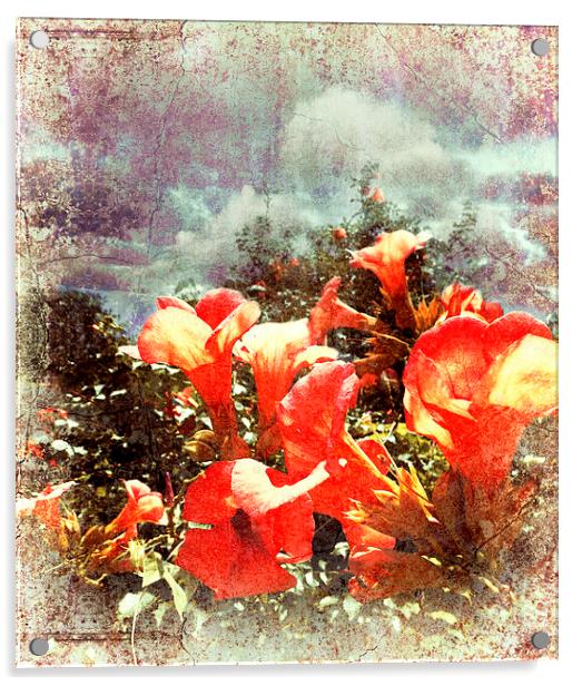  Red Trumpet Flowers Acrylic by Florin Birjoveanu