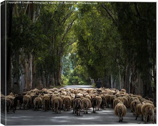 Herding Sheep in Crete Canvas Print by Creative Photography Wales