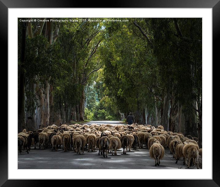 Herding Sheep in Crete Framed Mounted Print by Creative Photography Wales