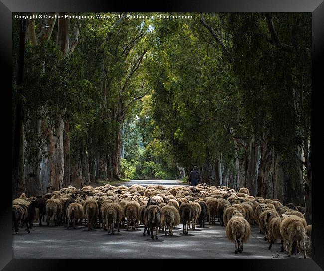Herding Sheep in Crete Framed Print by Creative Photography Wales
