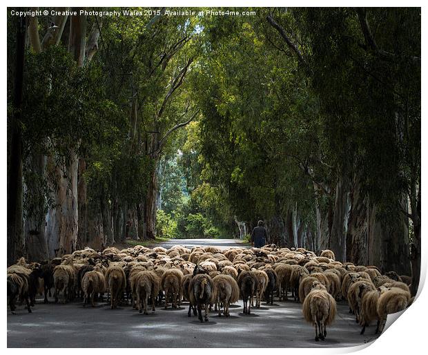 Herding Sheep in Crete Print by Creative Photography Wales