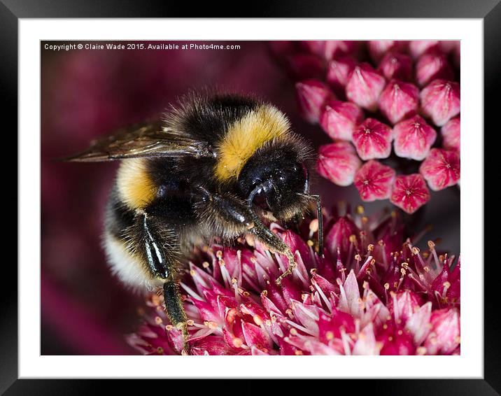  Close up of Bee on pink flower Framed Mounted Print by Claire Wade