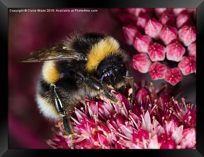  Close up of Bee on pink flower Framed Print by Claire Wade