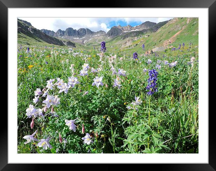  Colorado Columbines Framed Mounted Print by JUDY LACEFIELD