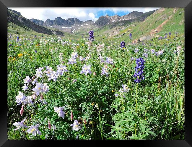  Colorado Columbines Framed Print by JUDY LACEFIELD