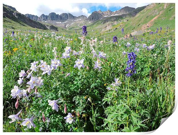  Colorado Columbines Print by JUDY LACEFIELD