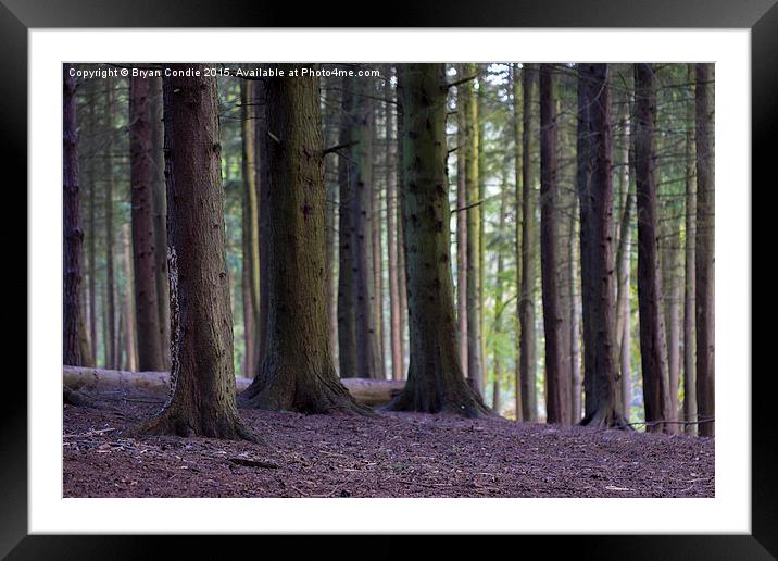  A Still Forest Framed Mounted Print by Bryan Condie