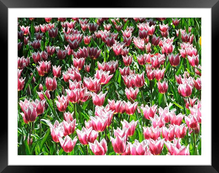  Dancing Tulips Framed Mounted Print by JUDY LACEFIELD