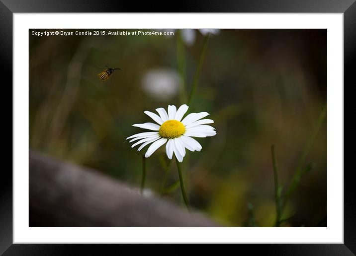  The Wasp and the Daisy  Framed Mounted Print by Bryan Condie