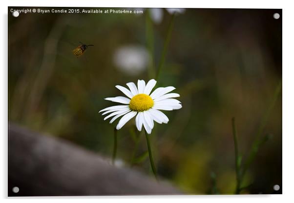  The Wasp and the Daisy  Acrylic by Bryan Condie
