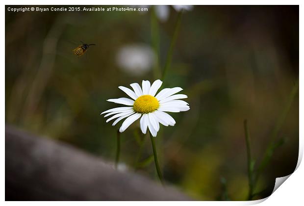  The Wasp and the Daisy  Print by Bryan Condie