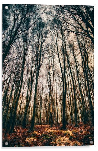  A Woodland Dawn Acrylic by Tim Clay