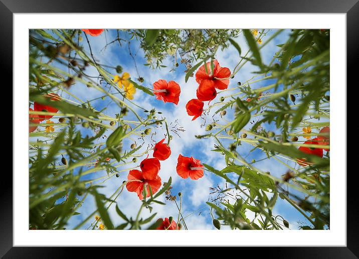 Summertime Poppies Framed Mounted Print by Gary Lewis