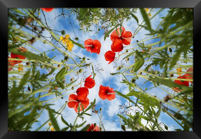 Summertime Poppies Framed Print by Gary Lewis