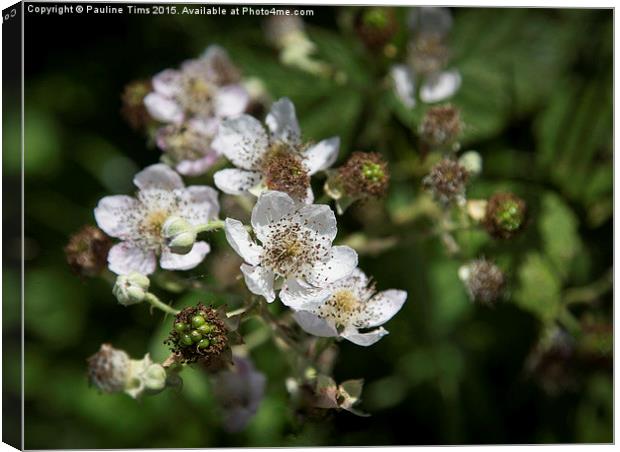  Blackberry Blossom Canvas Print by Pauline Tims